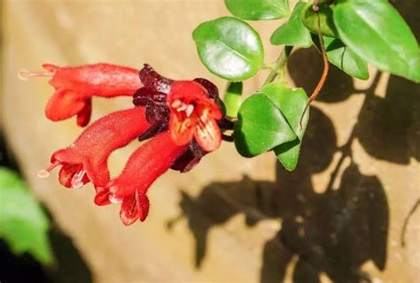 口紅花照顧|口紅花的養殖方法和注意事項